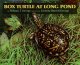 Go to record Box Turtle at Long Pond